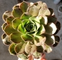 ЕОНИУМ (AEONIUM SP)
