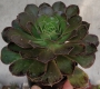 ЕОНИУМ (AEONIUM SP)