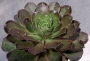 ЕОНИУМ (AEONIUM SP)