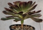 ЕОНИУМ (AEONIUM SP)