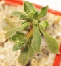 Еониум (AEONIUM SPATHULATUM)