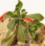 Еониум (AEONIUM SPATHULATUM)