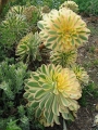 Еониум (Aeonium Sunburst)