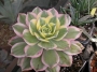 Еониум (Aeonium Sunburst)