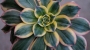 Еониум (Aeonium Sunburst)