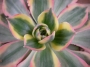 Еониум (Aeonium Sunburst)
