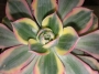 Еониум (Aeonium Sunburst)