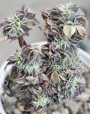 Еониум (Aeonium Sunburst cristata variegated)