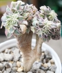 Еониум (Aeonium Sunburst cristata variegated)