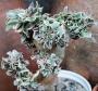 Еониум (Aeonium Sunburst cristata variegated)