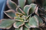Еониум (Aeonium Sunburst cristata variegated)