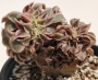 Еониум (Aeonium Sunburst cristata variegated)