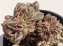 Еониум (Aeonium Sunburst cristata variegated)