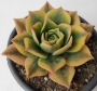 Еониум (Aeonium Sunburst variegata Aeonium Starburst variegata)