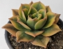 Еониум (Aeonium Sunburst variegata Aeonium Starburst variegata)