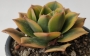 Еониум (Aeonium Sunburst variegata Aeonium Starburst variegata)