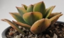 Еониум (Aeonium Sunburst variegata Aeonium Starburst variegata)