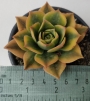 Еониум (Aeonium Sunburst variegata Aeonium Starburst variegata)