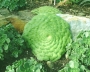 Еониум (Aeonium tabulaeforme)