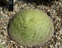 Еониум (Aeonium tabulaeforme)