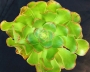 Еониум (AEONIUM UNDULATUM)