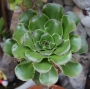 Еониум (AEONIUM UNDULATUM)