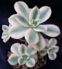 Еониум (Aeonium, 스타버스트)