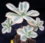 Еониум (Aeonium, 스타버스트)