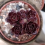 Еониум (Aeonium, 에오니옴자연군생_)