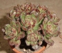 Еониум арнолди седифолиум (Aeonium arnoldii sedifolium x spathulatum RARE)