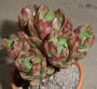 Еониум арнолди седифолиум (Aeonium arnoldii sedifolium x spathulatum RARE)