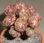 Еониум арнолди седифолиум (Aeonium arnoldii sedifolium x spathulatum RARE)