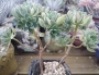 Еониум (Aeonium Castello paivae variegated suncup)