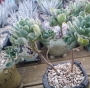 Еониум (Aeonium Castello paivae variegated suncup)