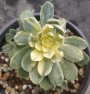Еониум (Aeonium Castello paivae variegated suncup)