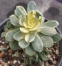 Еониум (Aeonium Castello paivae variegated suncup)