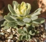 Еониум (Aeonium Castello paivae variegated suncup)