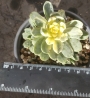 Еониум (Aeonium Castello paivae variegated suncup)