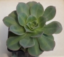 Еониум Лимон и лайм (AEONIUM LEMON AND LIME)