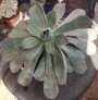 Еониум Лимон и лайм (AEONIUM LEMON AND LIME)