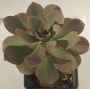 Еониум Лимон и лайм (AEONIUM LEMON AND LIME)
