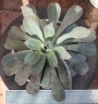 Еониум Лимон и лайм (AEONIUM LEMON AND LIME)
