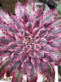 еониум aeonium