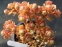 Еониум нов хибрид (Aeonium spathulatum new hybrid, 선동창, アエオニウム　Aeonium saundersii)