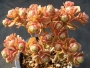 Еониум нов хибрид (Aeonium spathulatum new hybrid, 선동창, アエオニウム　Aeonium saundersii)