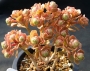 Еониум нов хибрид (Aeonium spathulatum new hybrid, 선동창, アエオニウム　Aeonium saundersii)