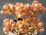 Еониум нов хибрид (Aeonium spathulatum new hybrid, 선동창, アエオニウム　Aeonium saundersii)