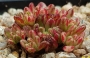 Еониум седифолиум (Aeonium sedifolius 소인제금)