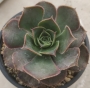Еониум сп (Aeonium sp)