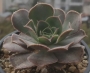 Еониум сп (Aeonium sp)